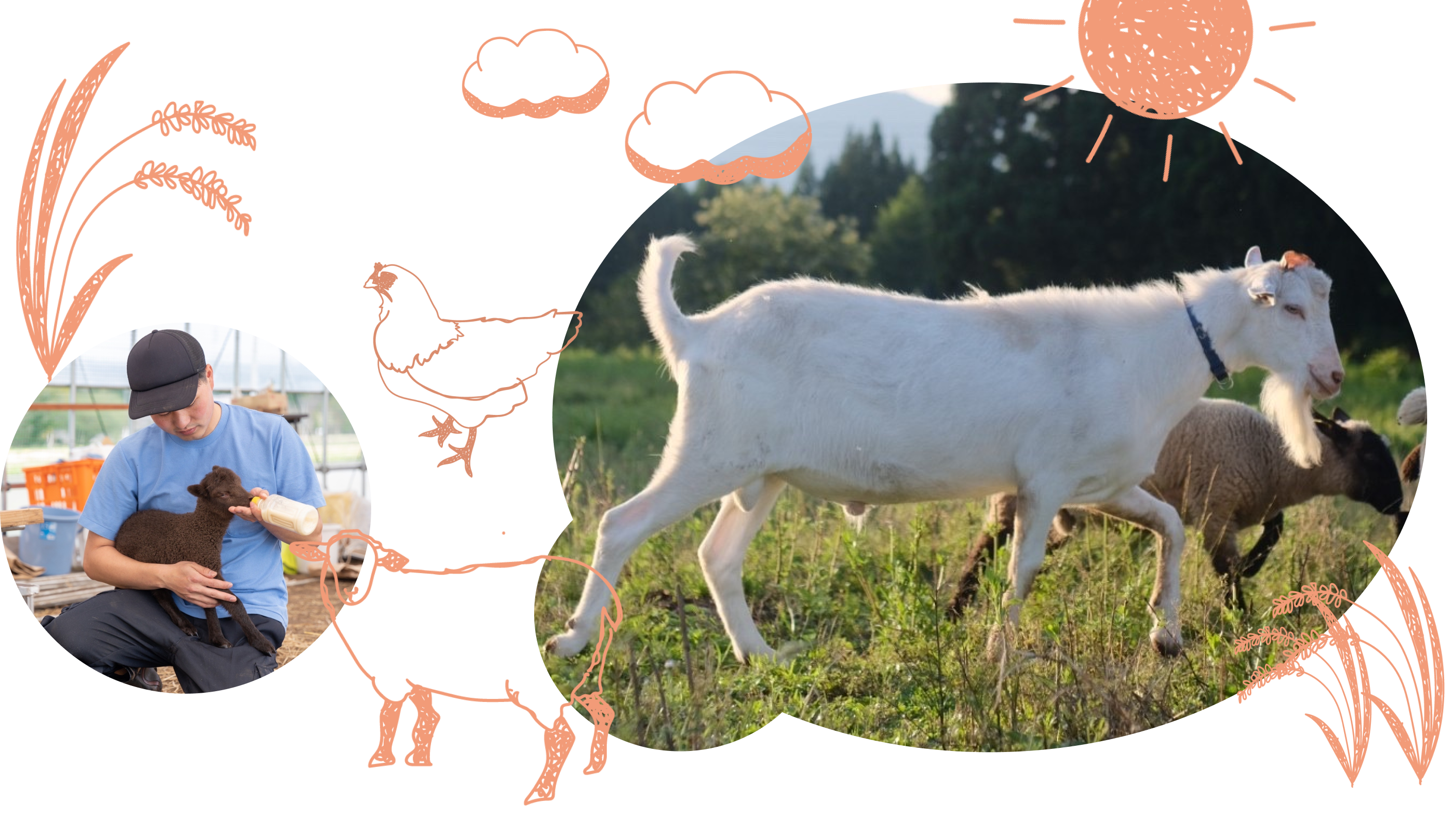 牧場の写真やイラスト