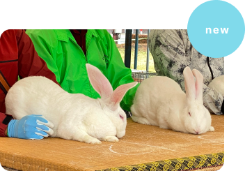 ジャンボうさフェスの写真