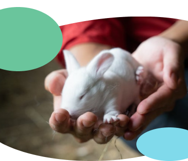 子ウサギの写真